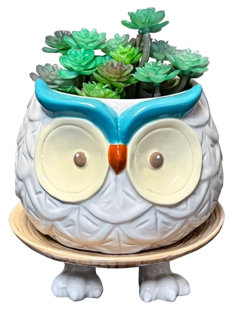 Hoots the Owl Footsie Planter